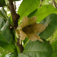 Crescentia cujete L.